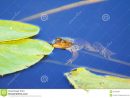 Water Toad Stock Photo. Image Of Nenuphar, Brook, Animals pour Nenuphar Animal