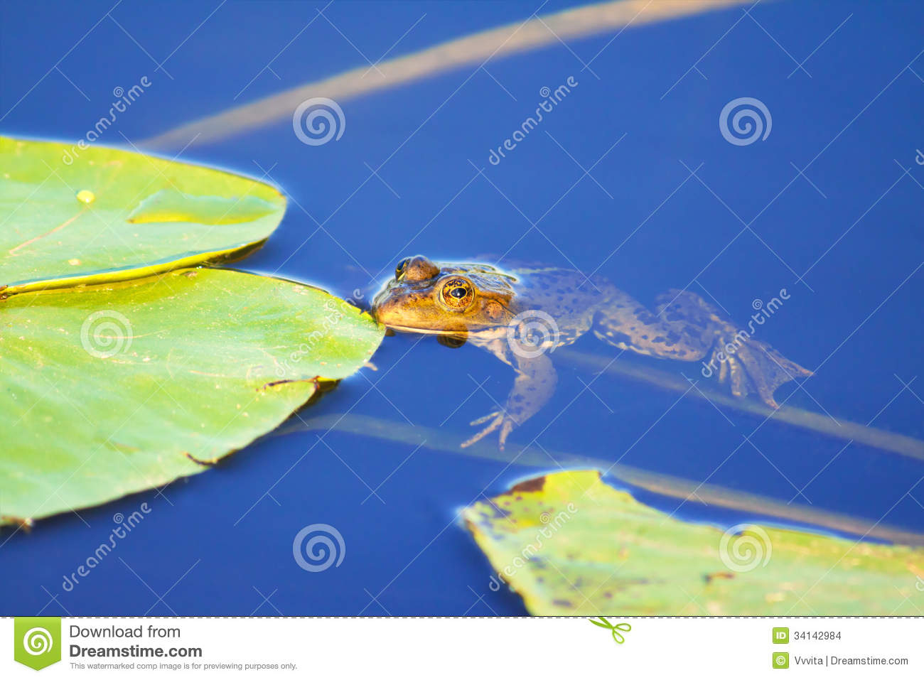 Water Toad Stock Photo. Image Of Nenuphar, Brook, Animals pour Nenuphar Animal 