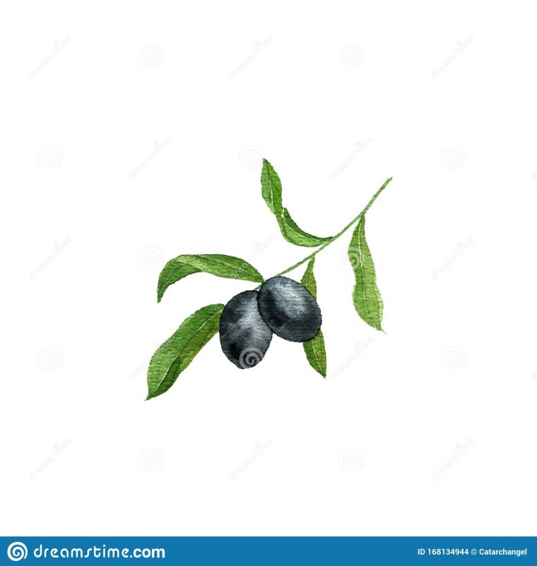 Watercolor Drawing Branch Of Olive Tree Stock Photo pour Dessin Olives