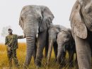 What You Should Know About Elephants  Ifaw à Anatomie Des Ã©Lephants