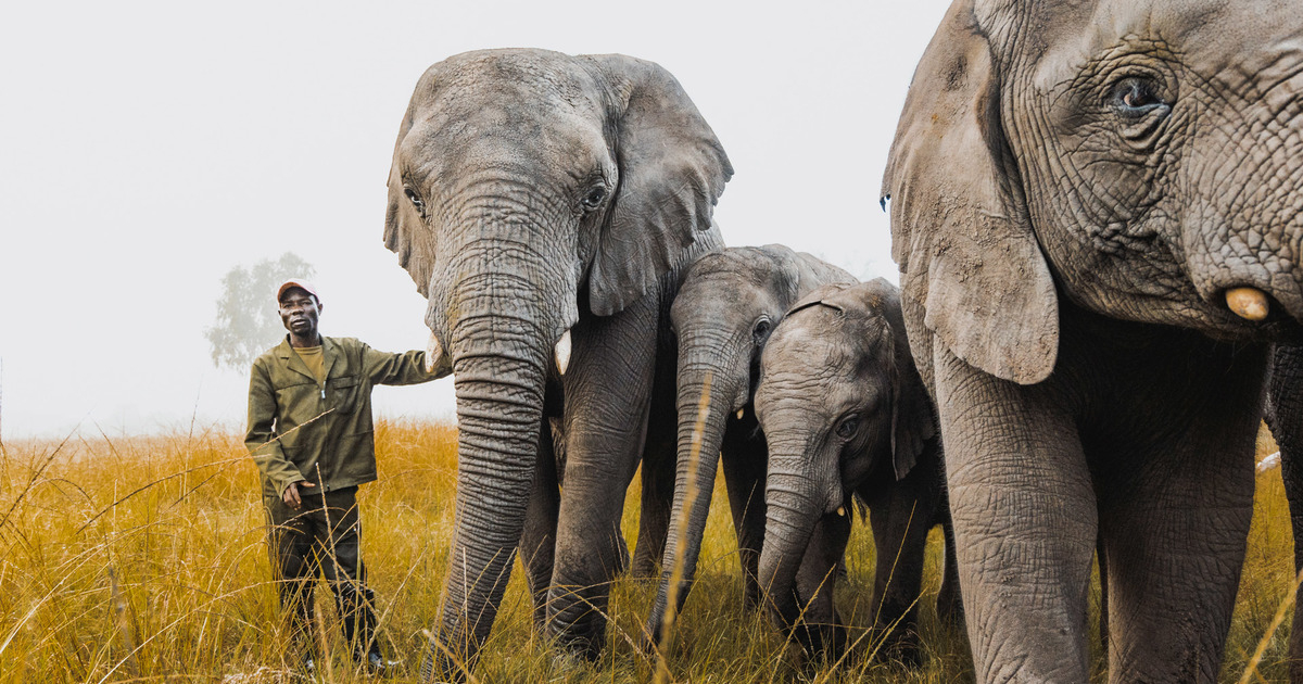 What You Should Know About Elephants  Ifaw à Anatomie Des Ã©Lephants 