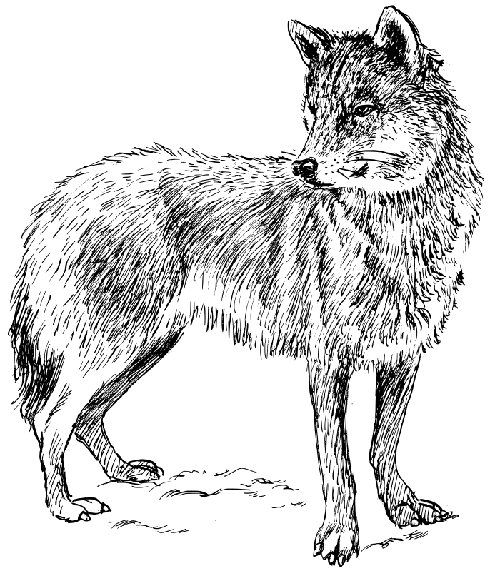 Wolf Coloring Pages 2  Coloring Pages To Print intérieur Image Loup À Colorier 