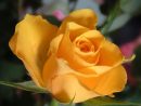 Yellow Rose ®.Image-Gratuite  Roses Jaunes, Photos destiné Photos De Roses Gratuites