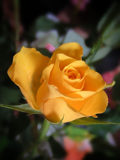 Yellow Rose ®.Image-Gratuite  Roses Jaunes, Photos destiné Photos De Roses Gratuites 