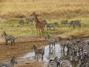 Zebres-Savane-Tarangire-Nationalparc - Bornes To Be Wild encequiconcerne Images Savane