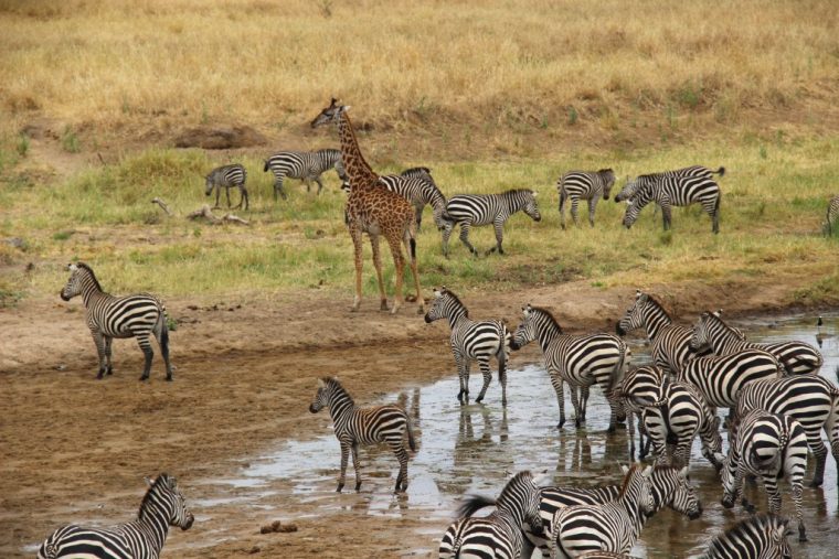 Zebres-Savane-Tarangire-Nationalparc – Bornes To Be Wild encequiconcerne Images Savane