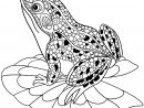 Zentangle Stylized Frog - Coloriage De Grenouilles concernant Grenouille Dessin