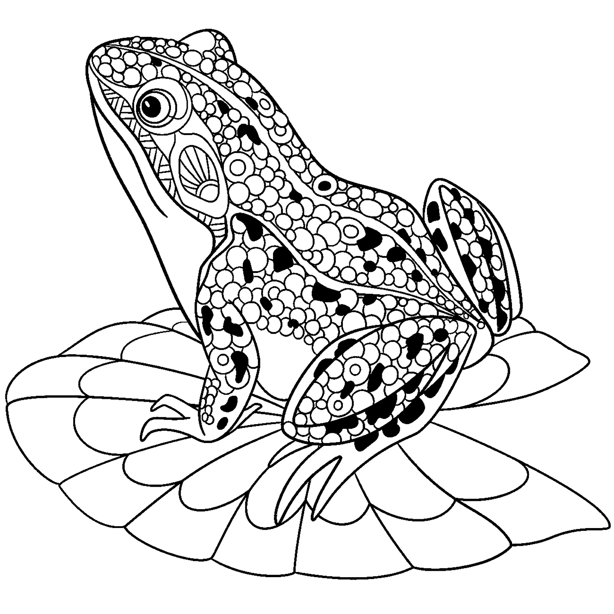 Zentangle Stylized Frog - Coloriage De Grenouilles concernant Grenouille Dessin