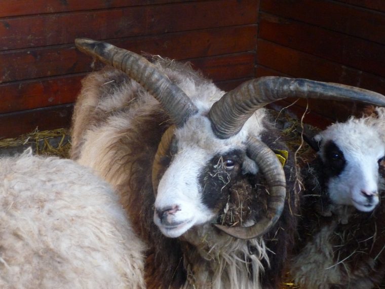 Zoo En Gironde Pour Voir Des Animaux Exotiques – Ferme encequiconcerne Mouton Cri