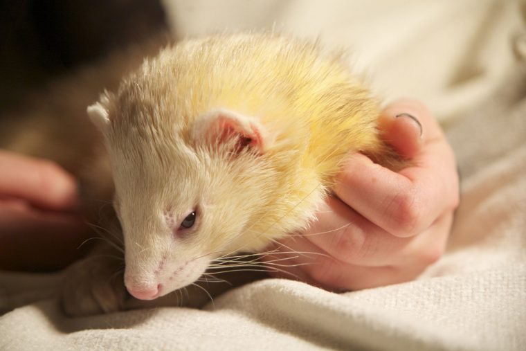 furet toilette