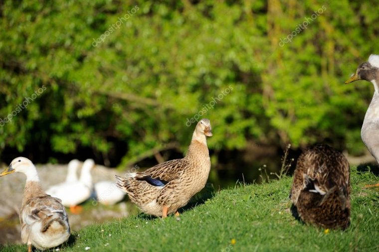 großer entenvogel in europa und asien