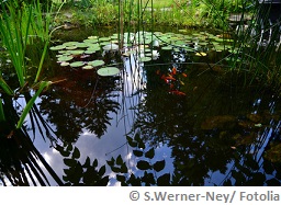 braunes wasser im pool