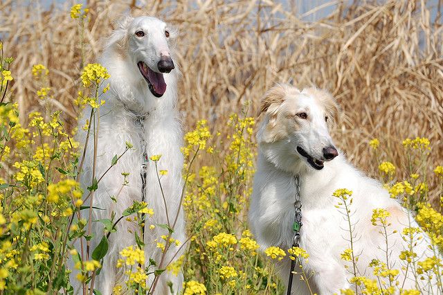 russischer windhund 6