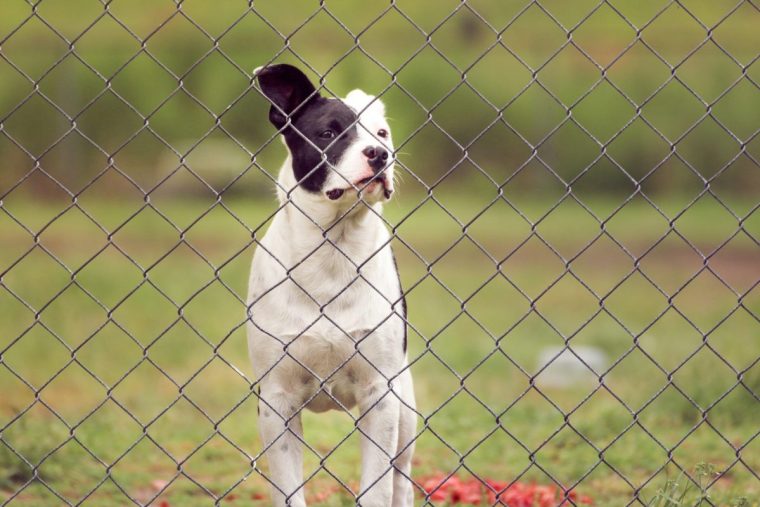 barriere jardin pour chien