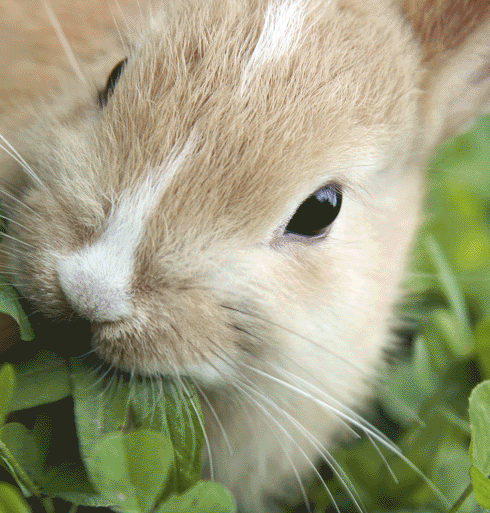 lapin de jardin