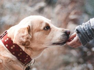 hund hat kleber gefressen