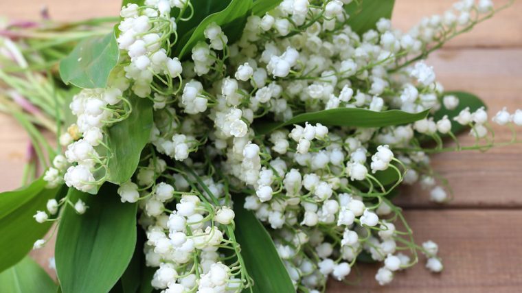 10 Choses Que Vous Ne Savez Sans Doute Pas Sur Le Muguet – M6 Deco.fr tout Bouquet De Fleurs Avec Du Muguet