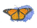 1001 + Idées De Dessin De Papillon Pour S'Inspirer Et Apprendre Comment destiné Dessin Papillon