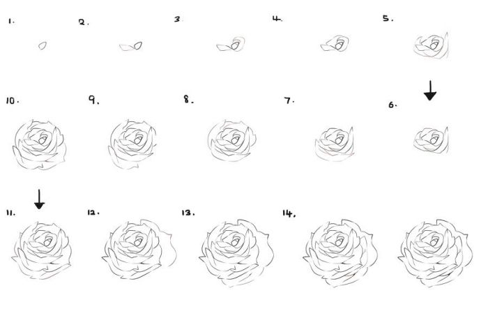 1001 + Modèles Et Conseils Pour Apprendre Comment Dessiner Une Rose concernant Apprendre À Dessiner Des Fleurs 