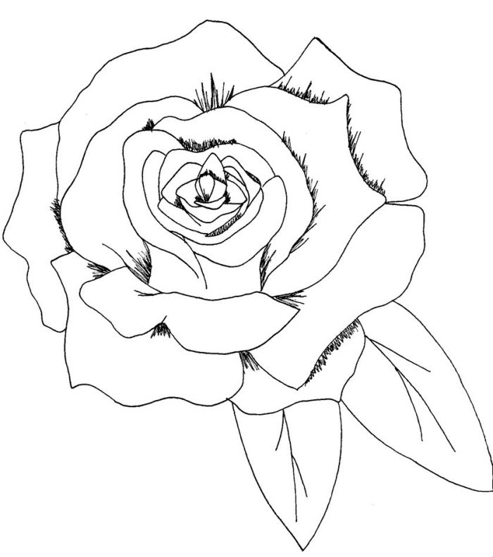 1001 + Modèles Et Conseils Pour Apprendre Comment Dessiner Une Rose destiné Fleur Rose Dessin