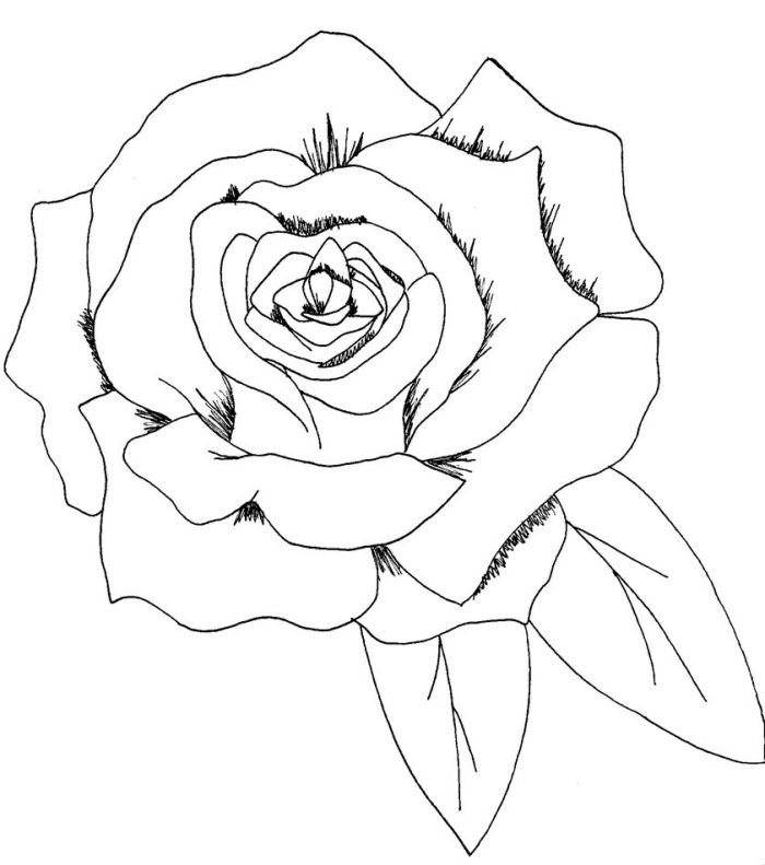 1001 + Modèles Et Conseils Pour Apprendre Comment Dessiner Une Rose destiné Fleur Rose Dessin 