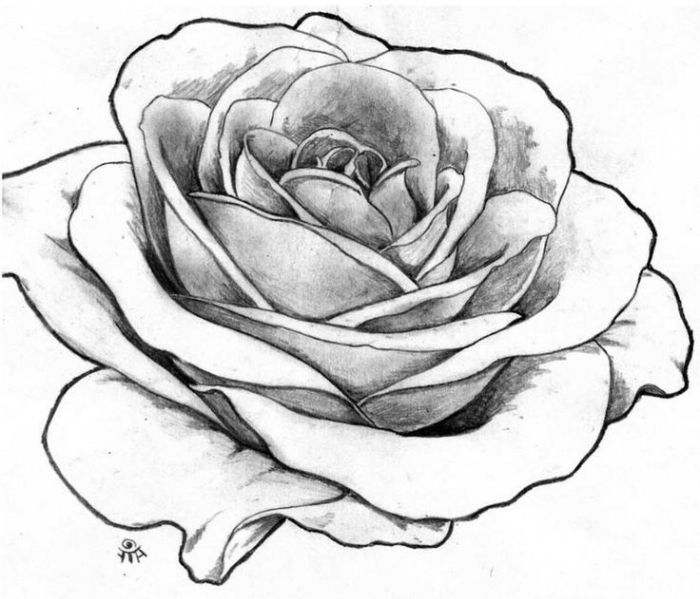 1001 + Modèles Et Conseils Pour Apprendre Comment Dessiner Une Rose tout Fleur Rose Dessin