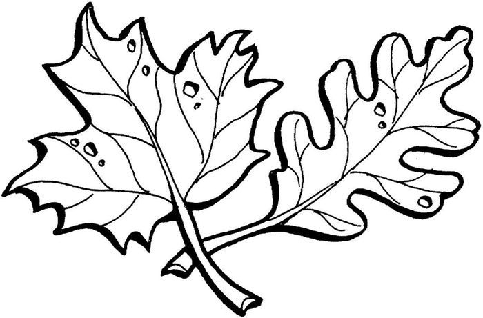 1001 + Pages De Coloriage D'Automne Pour Enfants Et Adultes  Coloriage serapportantà Feuille Coloriage