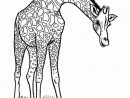 111 Dessins De Coloriage Girafe À Imprimer  Giraffe Coloring Pages encequiconcerne Dessin Girafe