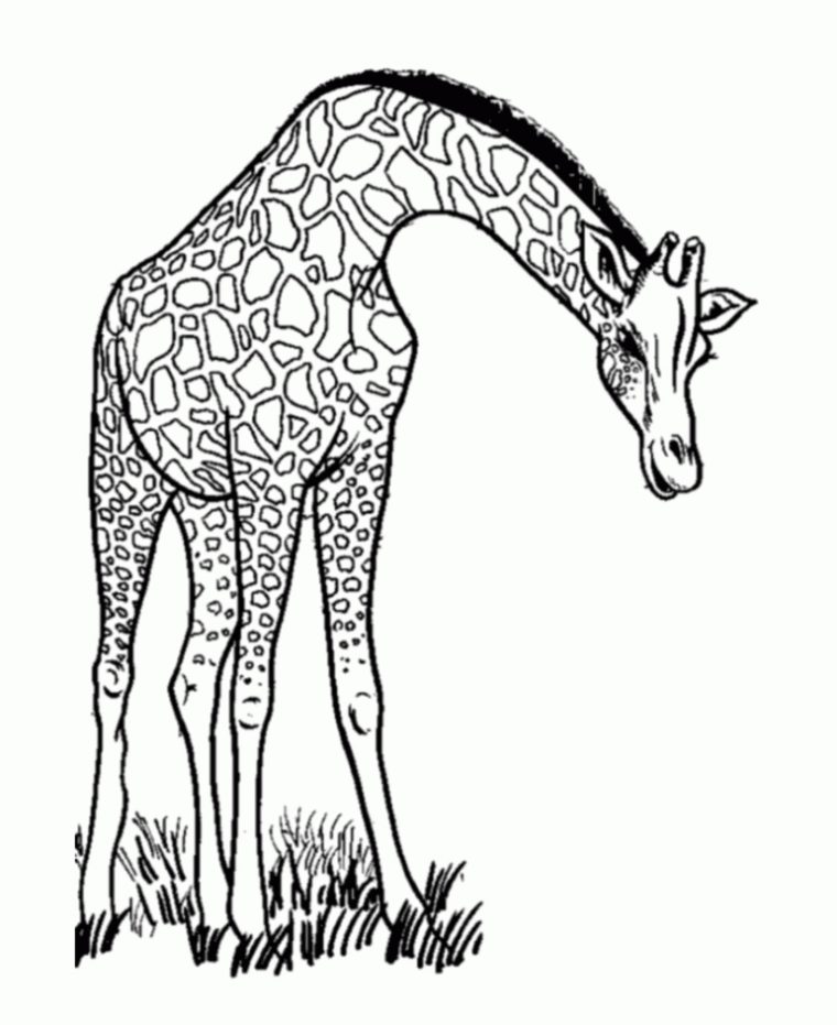 111 Dessins De Coloriage Girafe À Imprimer  Giraffe Coloring Pages encequiconcerne Dessin Girafe