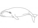 122 Dessins De Coloriage Baleine À Imprimer avec Comment Dessiner Une Baleine