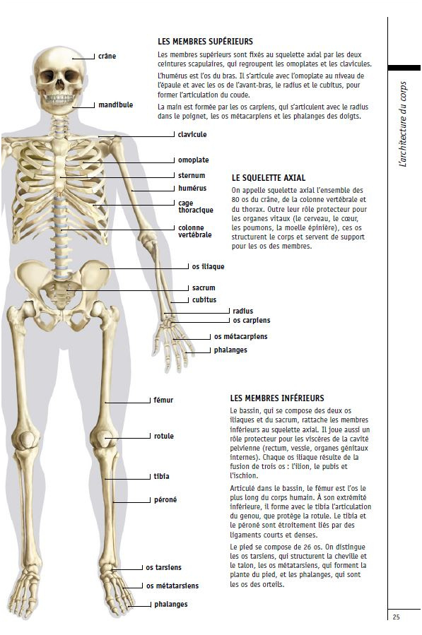 13 Authentique Corps Humain Squelette Collection - Coloriage avec Squelette Humain À Imprimer 