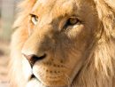 167,009 Lion Photos Libres De Droits Et Gratuites De Dreamstime avec Images De Lions Gratuites