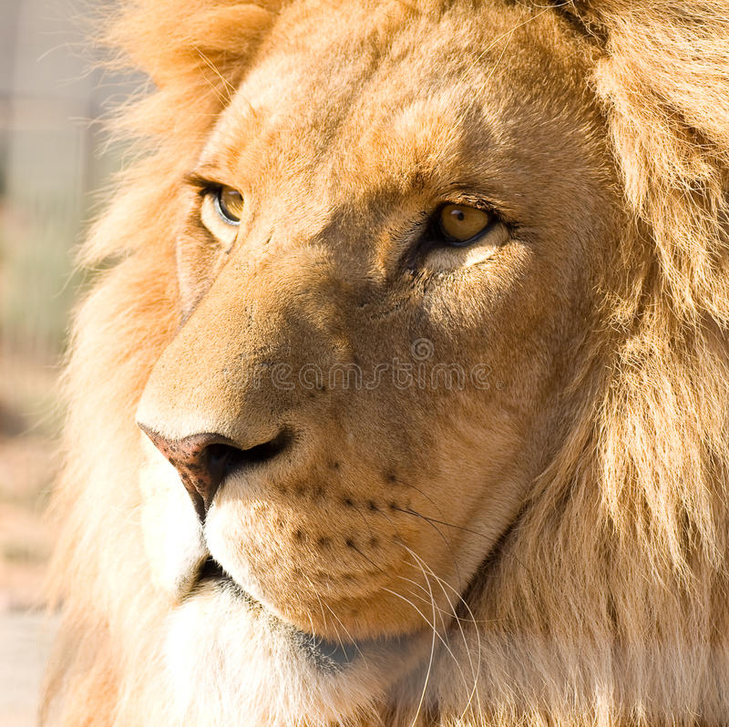 167,009 Lion Photos Libres De Droits Et Gratuites De Dreamstime avec Images De Lions Gratuites 