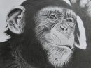 193 - Chimpanzé En Mode Réflexion, - Des Dessins Au Gré De Mes Envies concernant Dessin De Chimpanzé