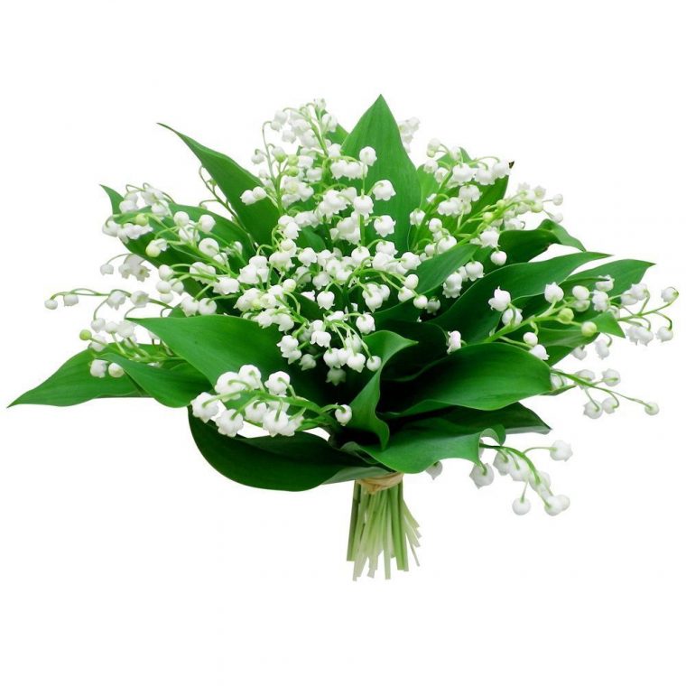 1Er Mai Muguet avec Image Muguet Porte Bonheur Gratuite