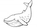 247 Dessins De Coloriage Baleine À Imprimer Sur Laguerche - Page 11 avec Comment Dessiner Une Baleine