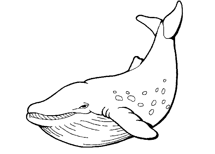 247 Dessins De Coloriage Baleine À Imprimer Sur Laguerche - Page 11 avec Comment Dessiner Une Baleine 