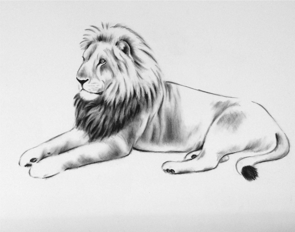 25 ++ Image De Lion Dessin 235383-Image Roi Lion Dessin avec Dessiner Un Lion Facilement