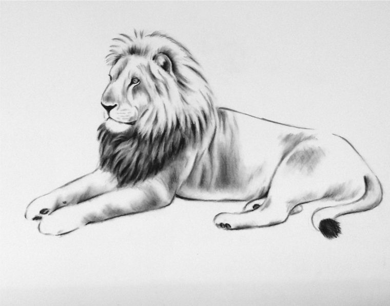 25 ++ Image De Lion Dessin 235383-Image Roi Lion Dessin avec Dessiner Un Lion Facilement