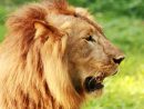 2,933 Profil De Lion Photos Libres De Droits Et Gratuites De Dreamstime tout Images De Lions Gratuites