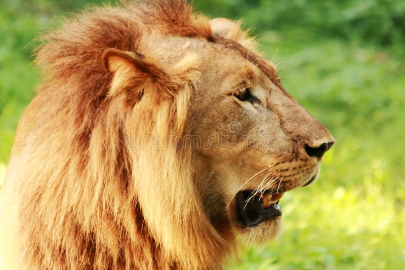 2,933 Profil De Lion Photos Libres De Droits Et Gratuites De Dreamstime tout Images De Lions Gratuites 