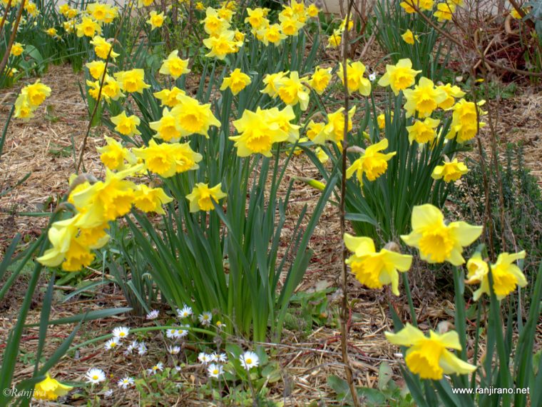 30+ Fleur Jonquille Narcisse Télécharger concernant Fleur Jonquille Photo