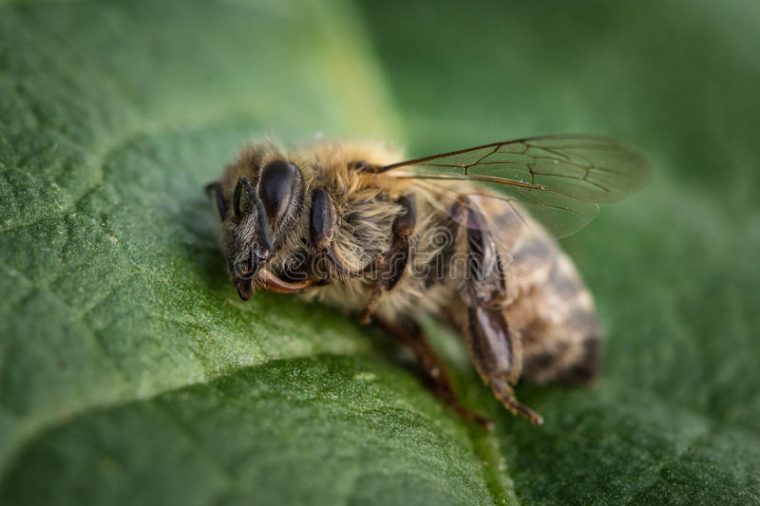 306 Abeille Morte Photos Libres De Droits Et Gratuites De Dreamstime destiné Image Abeille Gratuite