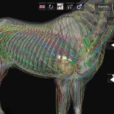 3d horse anatomy software free download for pc