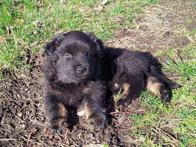 hundewelpen 0-4 monate hundewelpen 0-4 monate