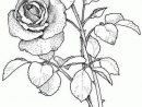 8 Nouveau De Dessin Bouquet De Roses Photographie - Coloriage : Coloriage concernant Dessins De Roses