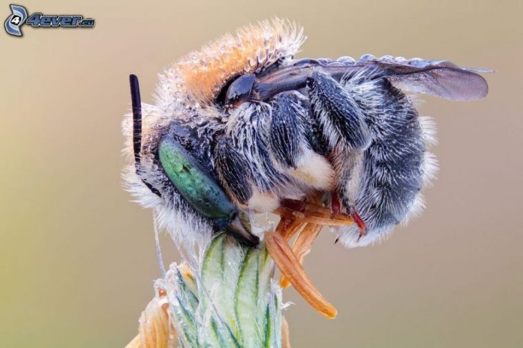 Abeille dedans Image Abeille Gratuite