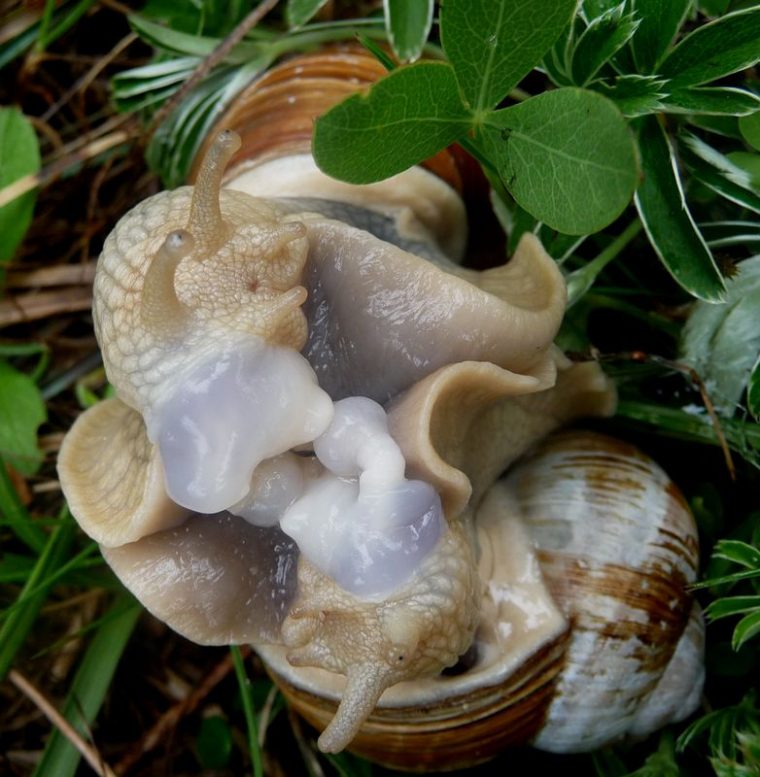 Accouplement D'Escargots – La Faune Au Fil Des Randos serapportantà Images D Escargots