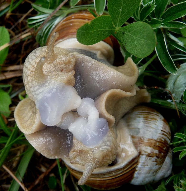 Accouplement D&amp;#039;Escargots - La Faune Au Fil Des Randos serapportantà Images D Escargots 