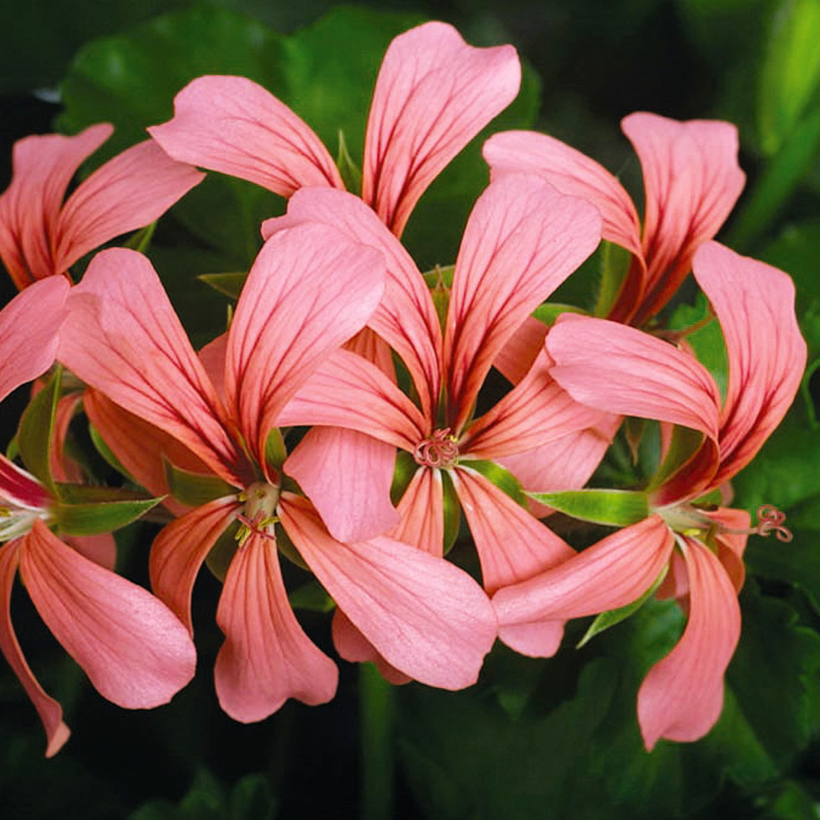 Achat Géranium Lierre À Fleurs Simples - Vente De Nos Sélections Et concernant Fleurs Geranium 